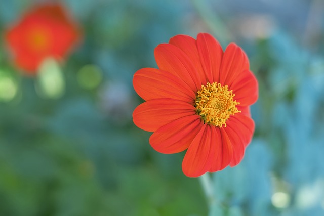 博格巴投资沙特阿拉伯骆驼竞速队：希望能拥有最昂贵的骆驼
