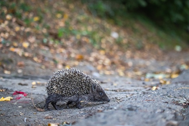 洛塞尔索：安哥拉球员身体素质出色，我们很难找到进球机会