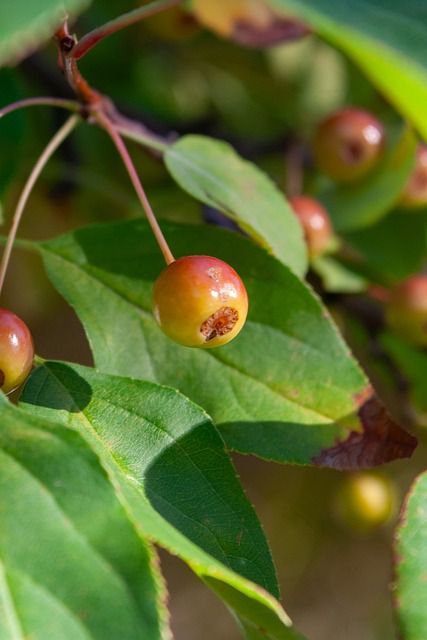 年阿什拉夫 年阿什拉夫